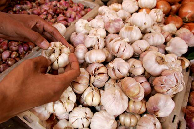 Gerak Cepat Cegah Benih Bawang Putih Palsu Dinilai Pro Petani 