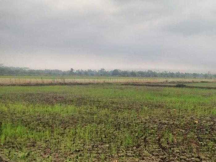 Ini Cara Kementan Jaga Stabilitas Produksi Padi Saat Kemarau