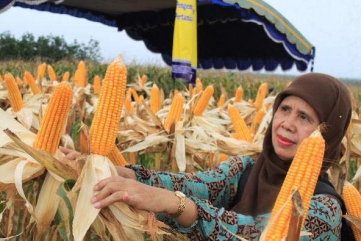 Ingin Dapat Penghasilan dari Limbah Jagung? Lakukan Beberapa Cara Ini