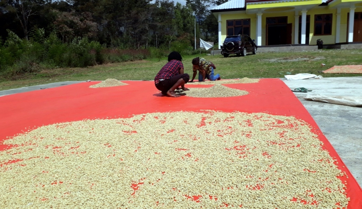 Pengembangan Kopi Harus Dimulai dari Hulu?
