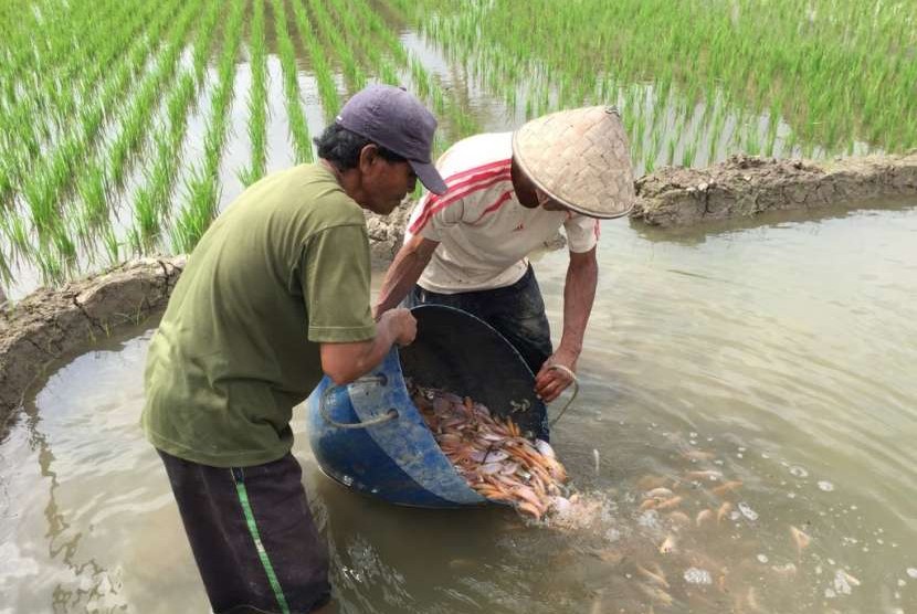Minapadi Tarik Anak Muda ke Sektor Pertanian