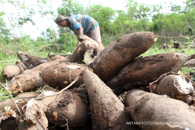 Petani singkong kewalahan penuhi kebutuhan industri 