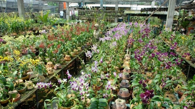 Potensi Ekspor Tanaman Hias Menggiurkan