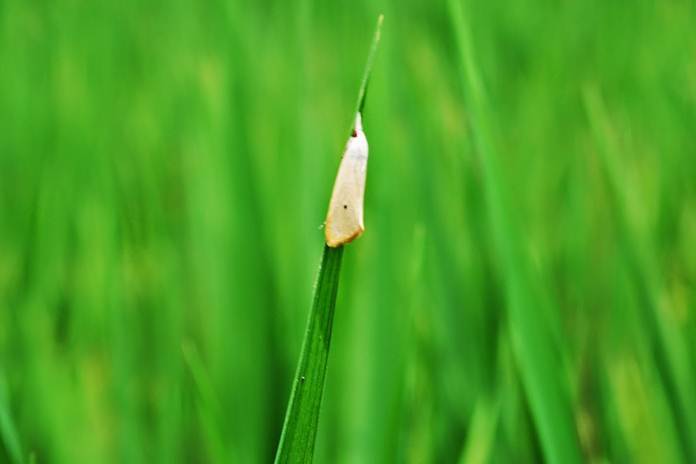 Efektif! Basmi Hama Ngengat dengan Cara Ini