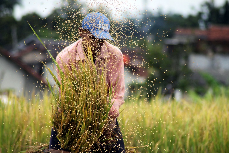 Mentan Bicara Asuransi Pertanian hingga Petani Konglomerat