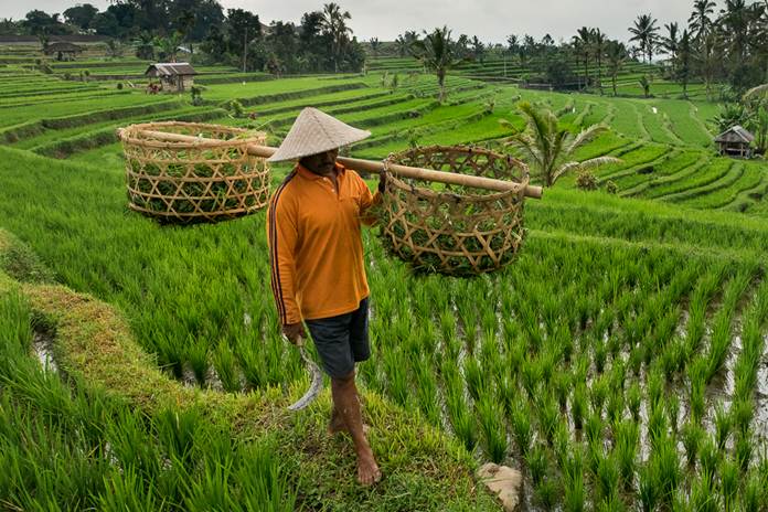 Nilai Tukar Petani Naik Berdampak Sejahterakan Petani
