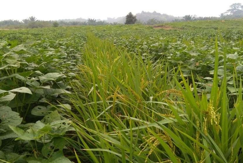 Kementan Kembangkan Tumpangsari Tanam Rapat
