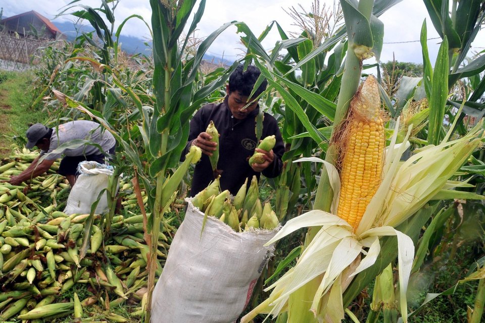 Pangkas Jalur Distribusi, Pengusaha Pakan Mendekat ke Sentra Jagung?