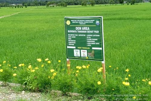 Kementan Ajak Petani Kembangkan Tanaman Sehat Cegah Hama WBC