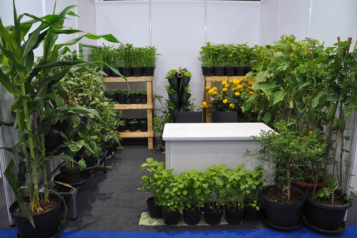 Mandiri Pangan ala Komunitas Indonesia Berkebun