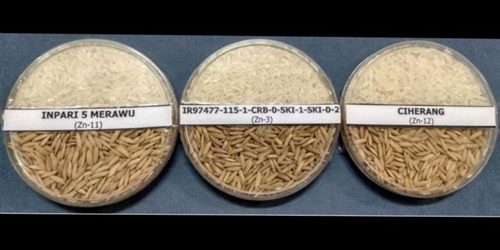Atasi Kekerdilan, Kementan Luncurkan Varietas Padi dengan Zinc Tinggi 
