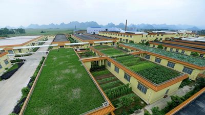 Di Negara Ini, Atap Gedung Jadi Lahan Pertanian