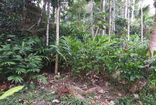 Kementan Dukung Pengembangan Kapulaga untuk Ekspor