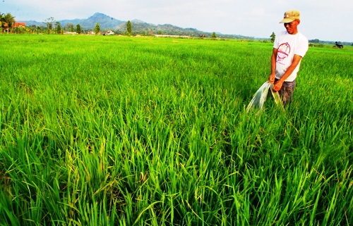 Kementan: Teknologi Ubah Rawa Jadi Lahan Pertanian