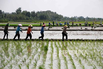 Walhi: Lingkungan Hidup Rusak, Kedaulatan Pangan Terancam