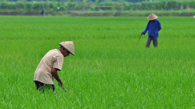 Sistem Perizinan Online Bisa Genjot Investasi di Sektor Pertanian