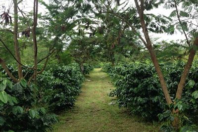 Pentingnya Naungan untuk Tanaman Budidaya