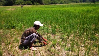 5 Inovasi Usir Hama Penyakit di Lahan Pertanian