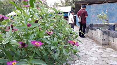 Merayu Lebah untuk Tingkatkan Produksi Pertanian Ala Profesor Unsoed