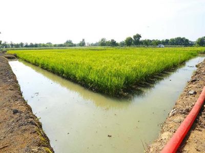 Tak Lagi Terpaku pada Sawah, Kementan Bidik Lahan Rawa