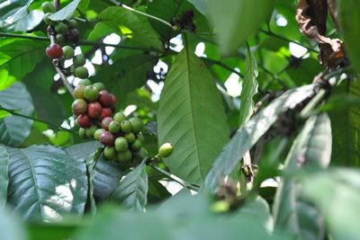 Komoditas Unggulan Pertanian Indonesia