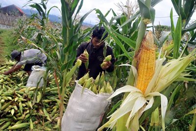 Teknologi Budi Daya Jenuh Air Pacu Produktivitas Jagung