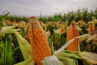 Kementan: Pengamat Sebut Impor Jagung Kecil “Buta Hati”
