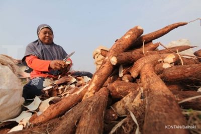 Luas lahan dan produksi singkong semakin menyusut
