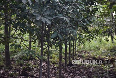 Lahan Gambut Ini Punya Air Lebih Banyak dari Waduk Jatiluhur