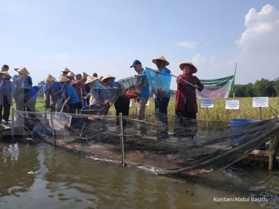 Dongkrak pendapatan masyarakat, KKP akan perluas lahan sawah minapadi