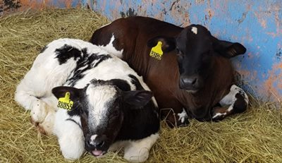 Sapi Belgian Blue Dipercaya Sebagai Upaya Pemenuhan Kebutuhan Daging Nasional