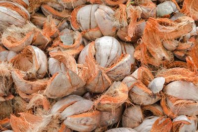 Cara Membuat POC dari Rendaman Sabut Kelapa