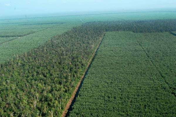 Kurangi Penggundulan Hutan, TNC Indonesia Berdayakan Warga Desa