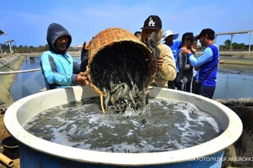 KKP dan Kemtan sukses panen udang windu yang terintegrasi dengan padi