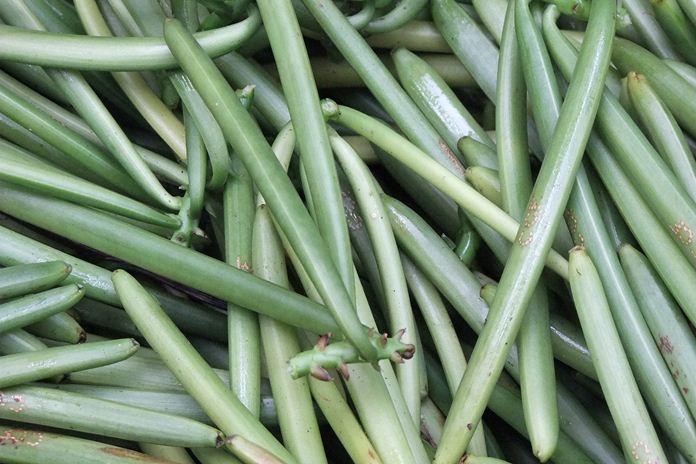 Jadi Bagian Penting Ekonomi Nusantara, Produksi Vanili Harus Ditingkatkan