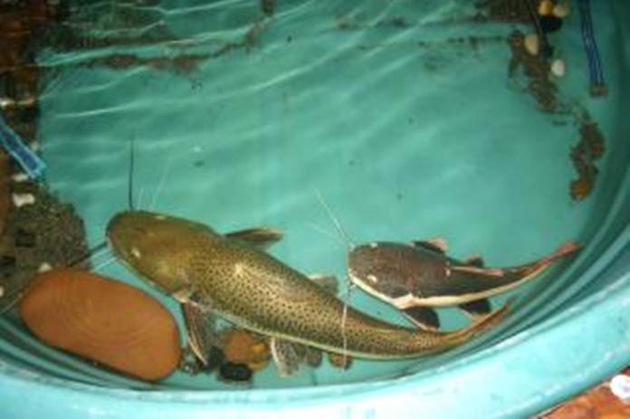 Mengenal Prinsip Kerja Bioflok, Budidaya Higienis nan Menjanjikan