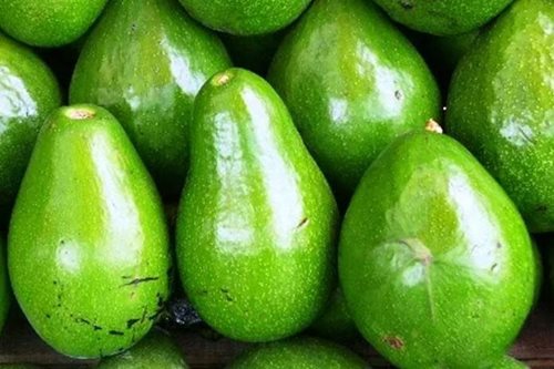 Alpukat Probolinggo Siap Menembus Pasar Global