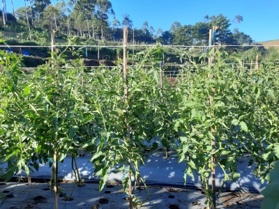 Pacu Ekspor Hortikultura, Kementan Kembangkan Kawasan Bebas Residu Pestisida 