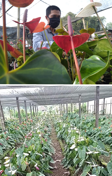 Tanaman Hias Balitbangtan Diminati Usaha Tani di Bali