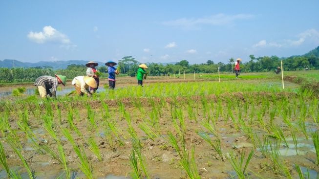Sawah Mulai Beralih Fungsi, Produksi Padi Terus Turun