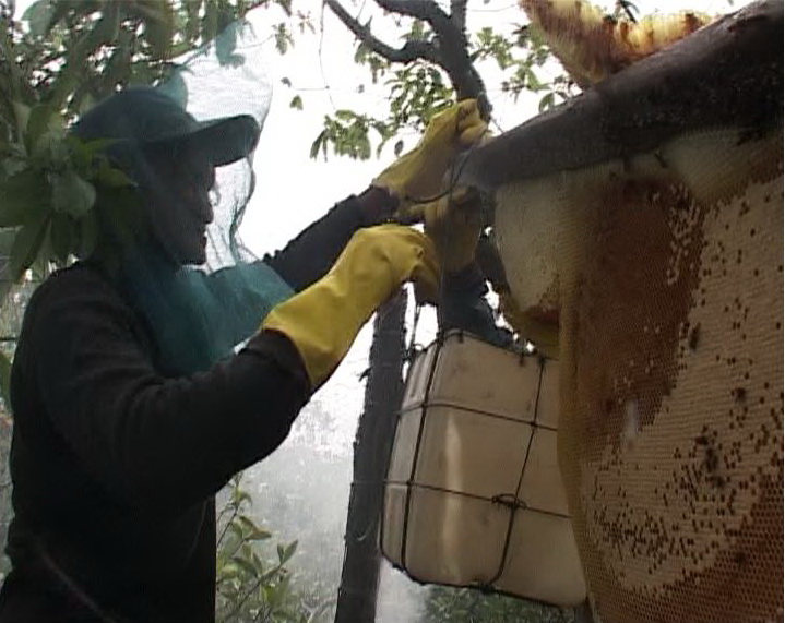 Belajar dari Usaha Madu Hutan di TN Danau Sentarum