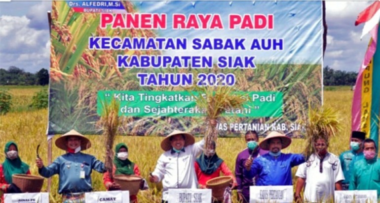 Hasil Panen Perdana Padi di Siak, Tahun ini Jauh Lebih Baik