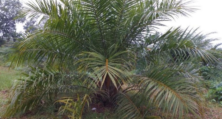 Dorong Hilirisasi, Agar Produk Sawit Bernilai Tambah