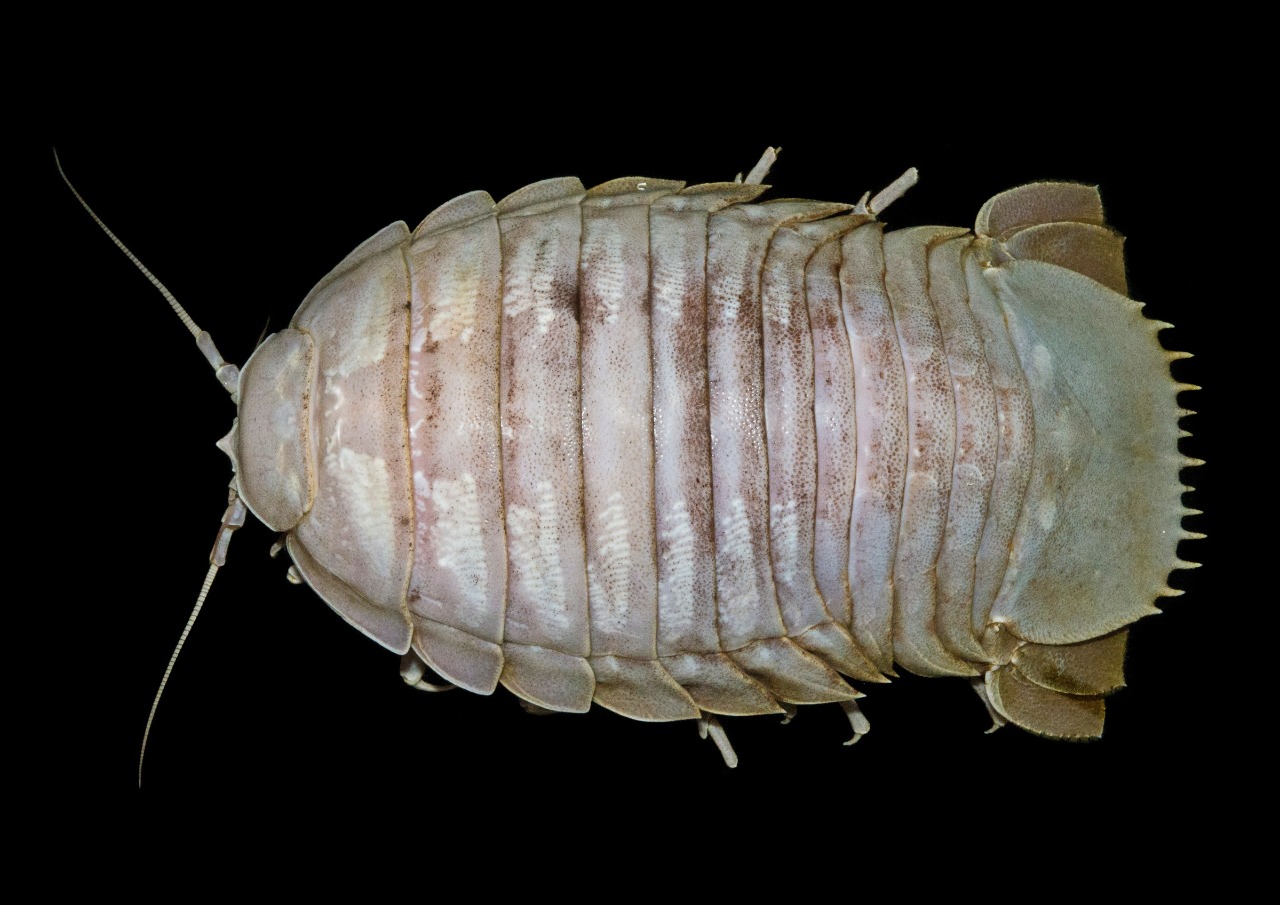 Penemuan “Kecoak Laut Raksasa” Pertama dari Laut Dalam Indonesia