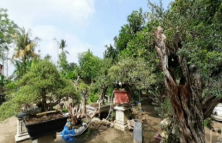 Wisata Bonsai, Desa Sumber Nadi Wujudkan Kampung Bonsai Jadi Destinasi Wisata di Lampung Selatan