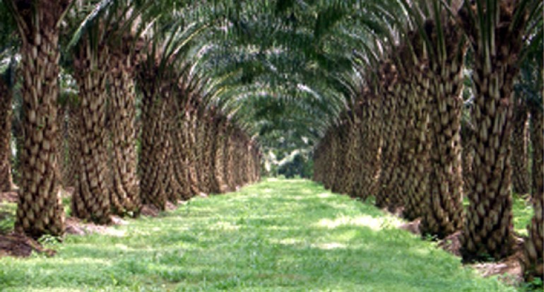 Potensi Kelapa Sawit Mengatasi Kebutuhan Gula Nasional