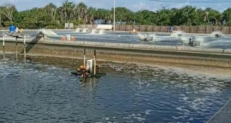 Faisal Ali, Panen Udang 45 Ton per Ha