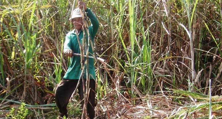 Bias Kebijakan Pergulaan Akibat Salah Melihat Harga