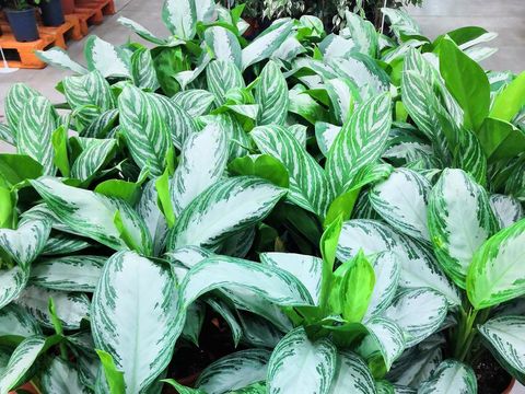 10 Tanaman Hias Aglaonema Paling Dicari, Daun Bercorak Pink hingga Merah