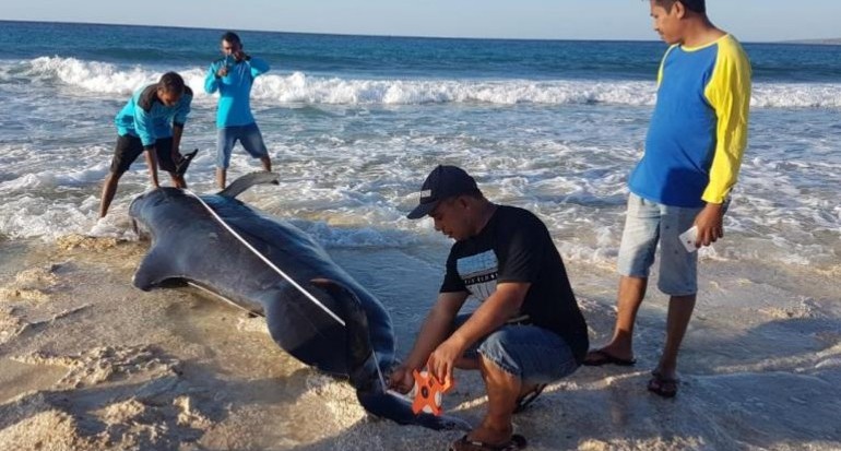 11 Ekor Paus Pilot Terdampar di NTT